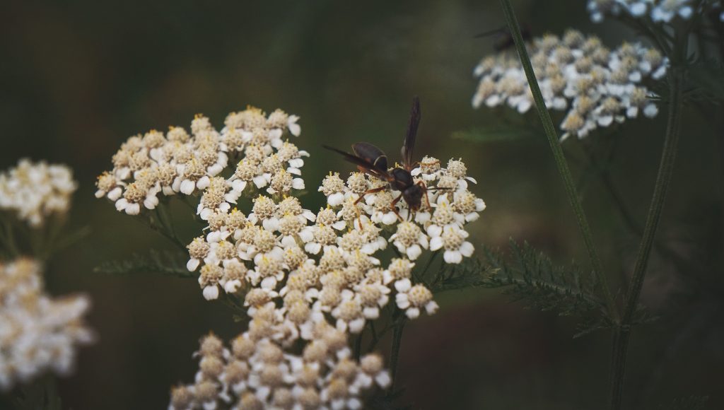 Dark Paper Wasp on Native Yarrow