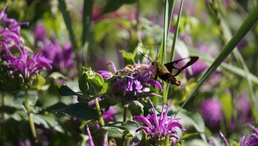 Hummingbird Moth In urban pollinator garden