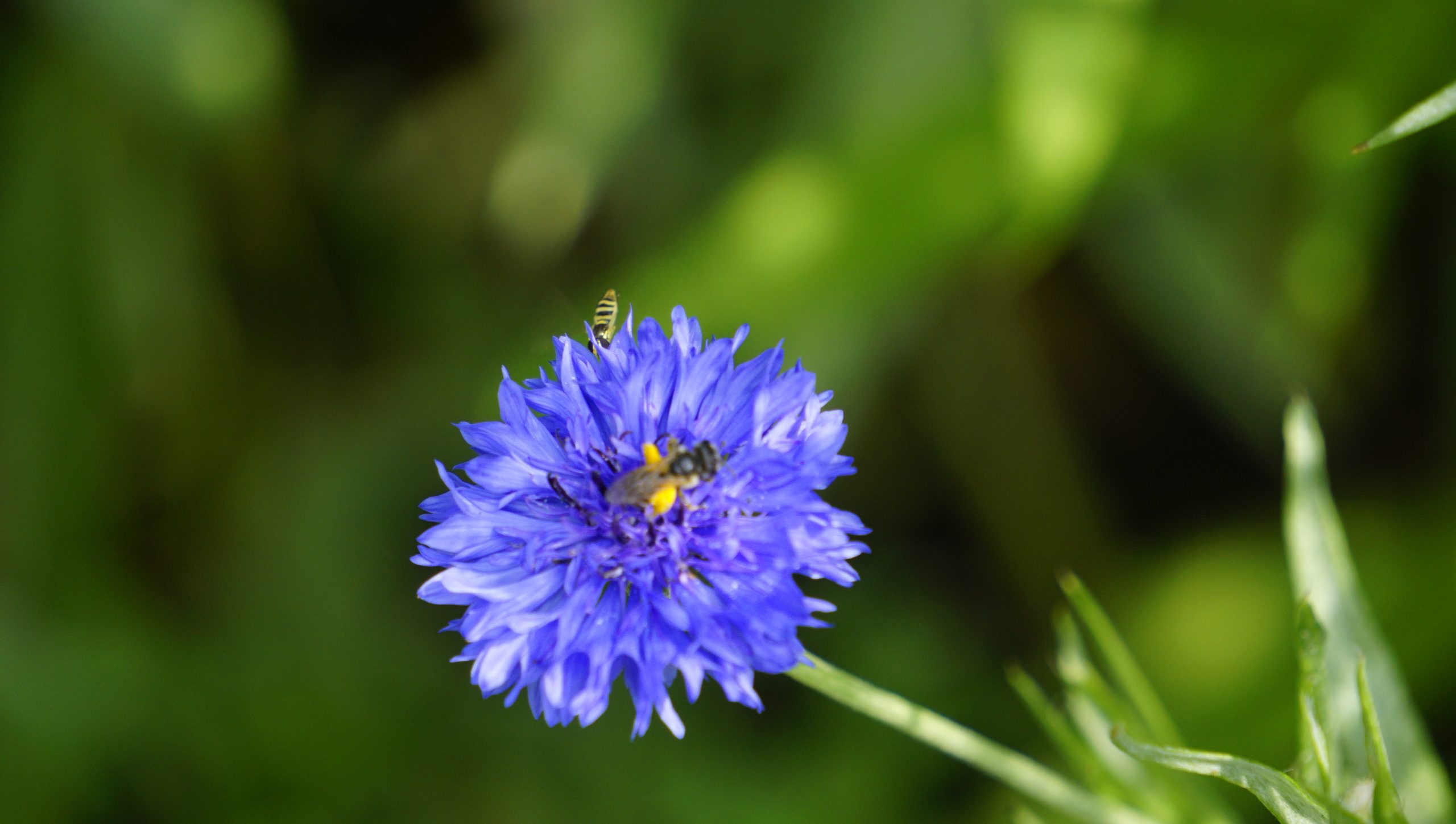 Ohio Naive Bee on Cornflower