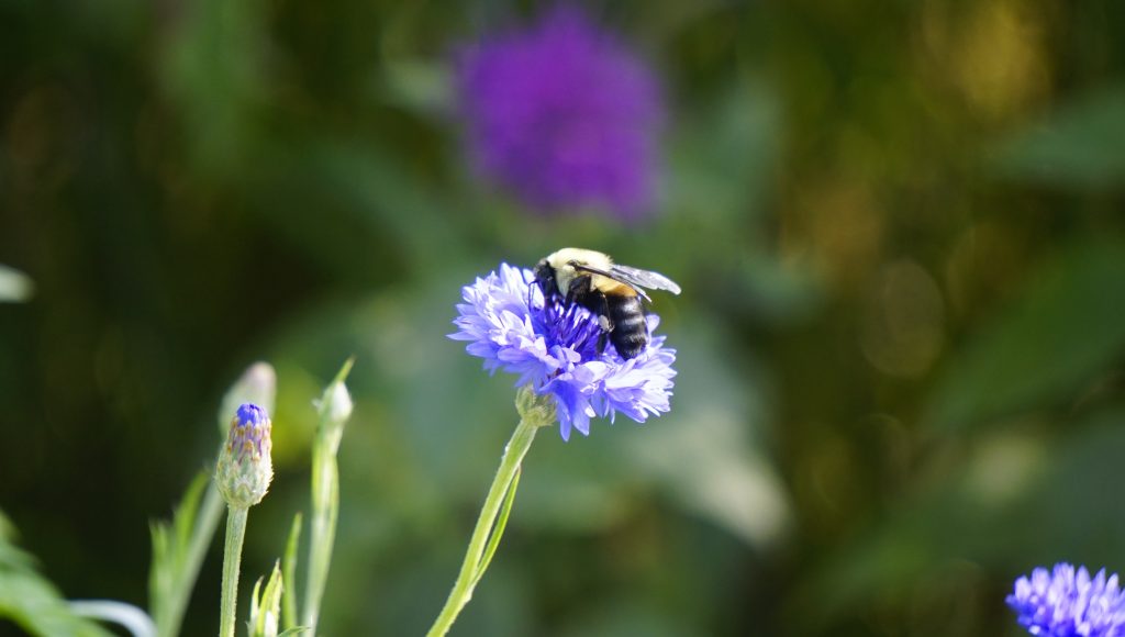Annual cornflowers support biodiversity & native bees like the Brown Belted Bumblebee