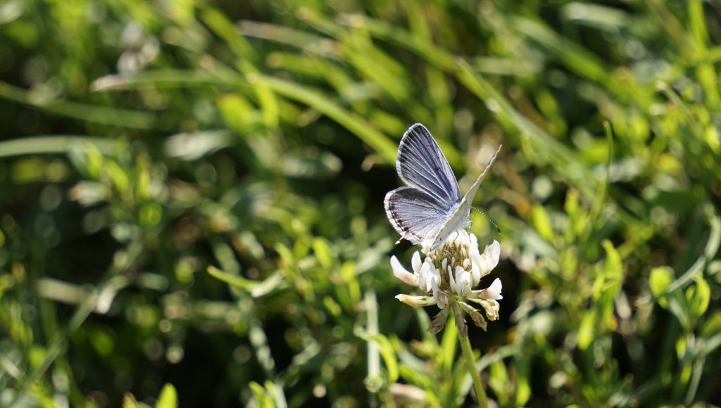Blue Butterflies are super small