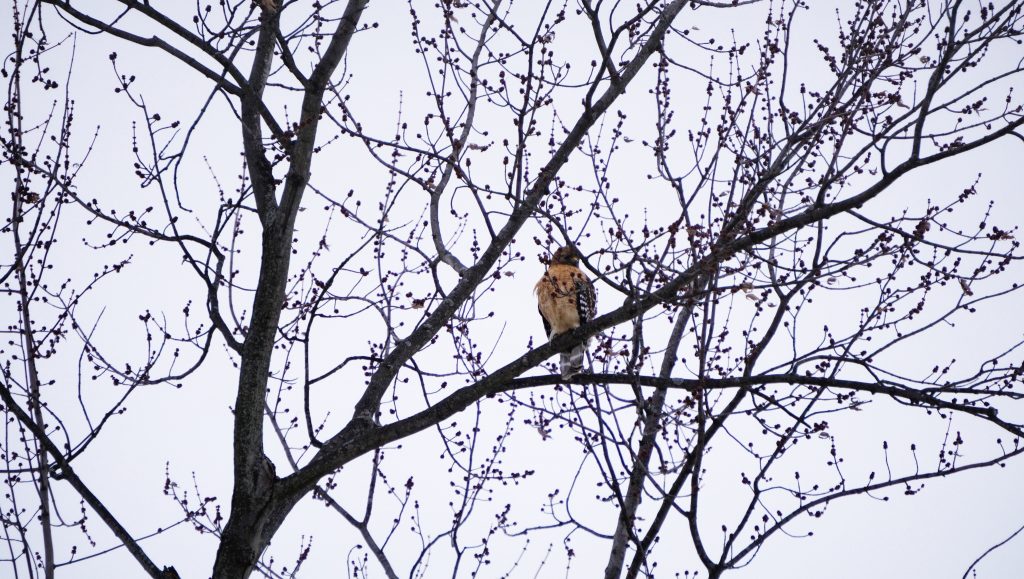 Red Shouldered Hawk in Maple Tree
