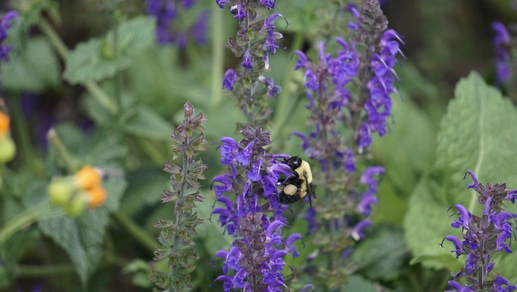 Two Spotted Bumblebee on Midnight Sage