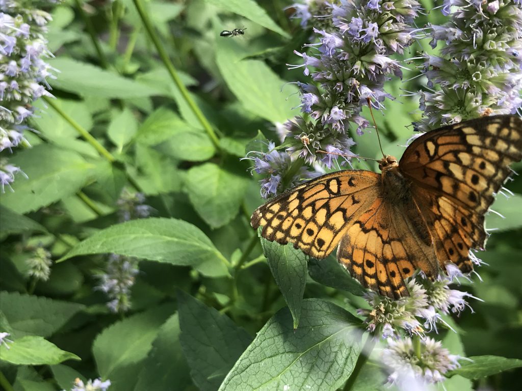 Variegated Fritillary Butterfly and Sweat Bee on Hyssop