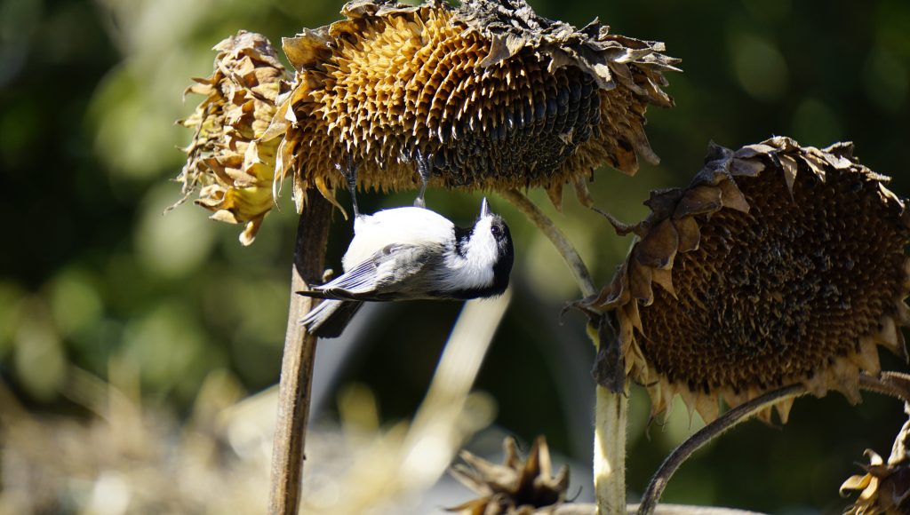 Chickadee on Sunflower