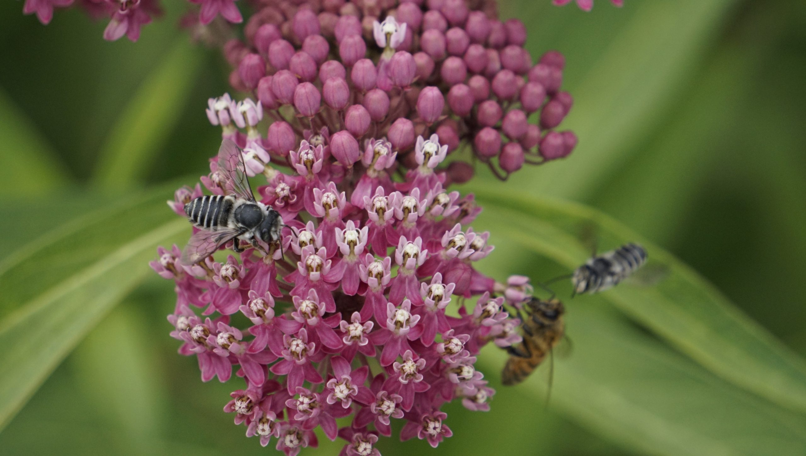 LeafCutter Bee attacking Honeybee on Swamp Milkweed LeafCutter Bee attacking Honeybee on Swamp Milkweed