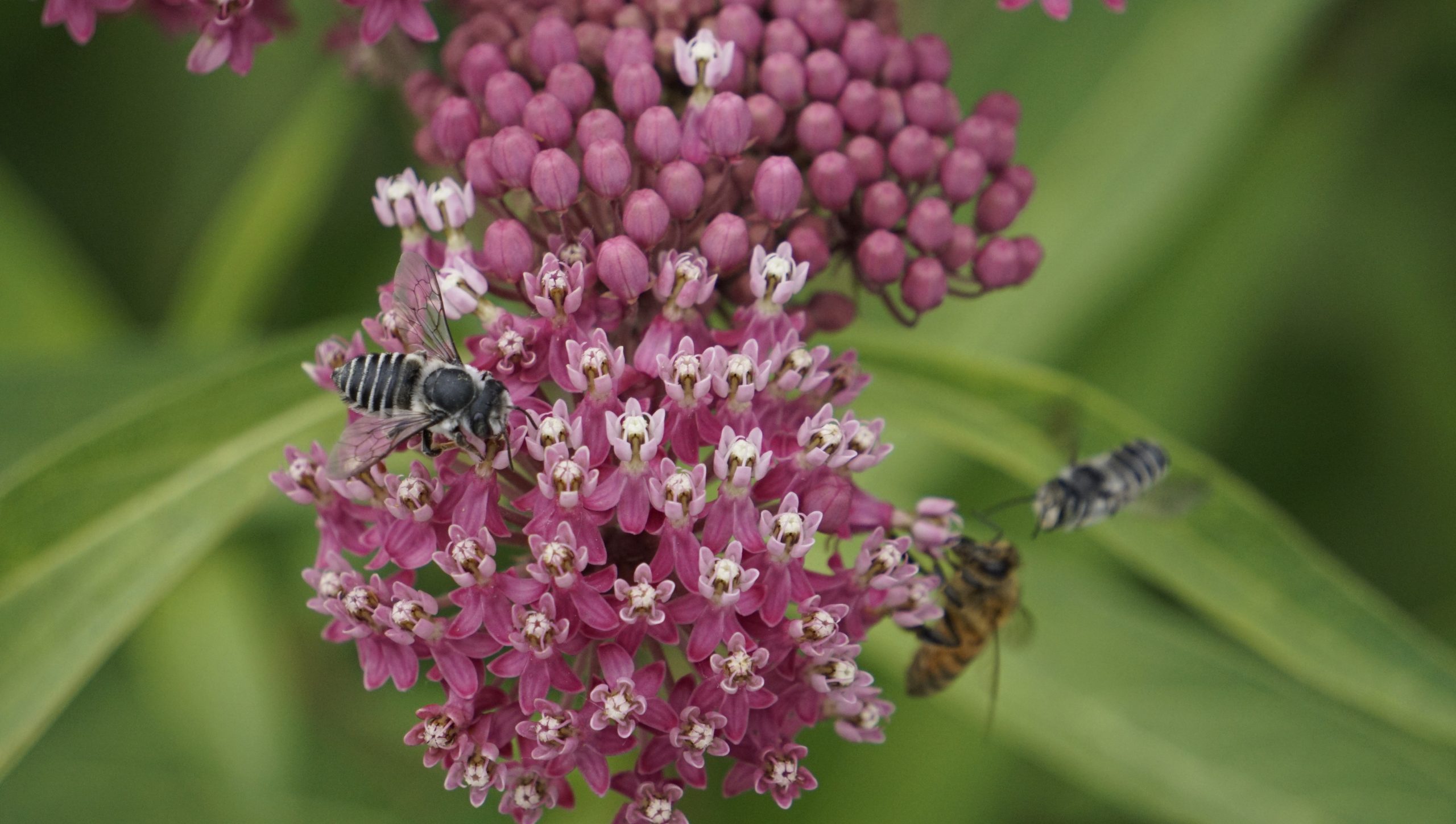 LeafCutter Bee attacking Honeybee on Swamp Milkweed