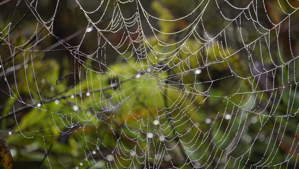 Spider Web Ohio