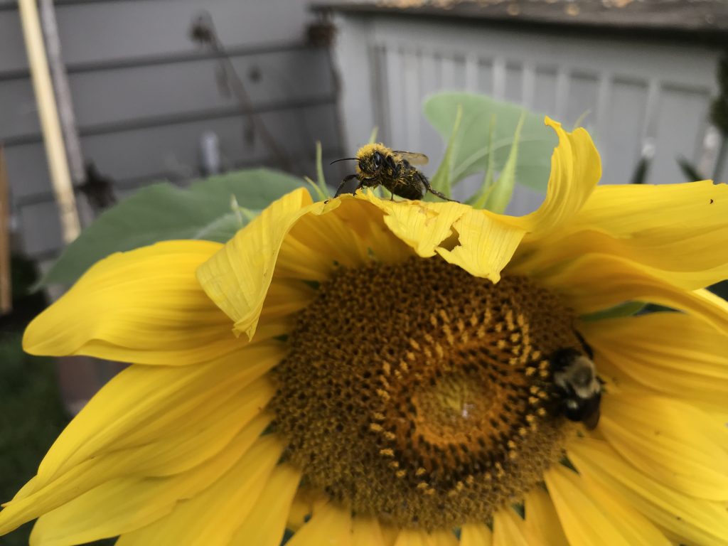 Bumblebees on sunflower