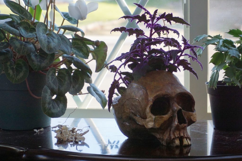 Skull Planter by Dirty Blooms