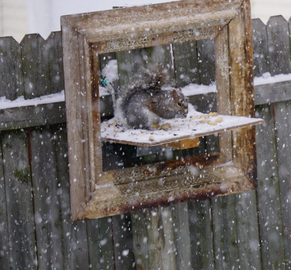 Winter Squirrels in Snow