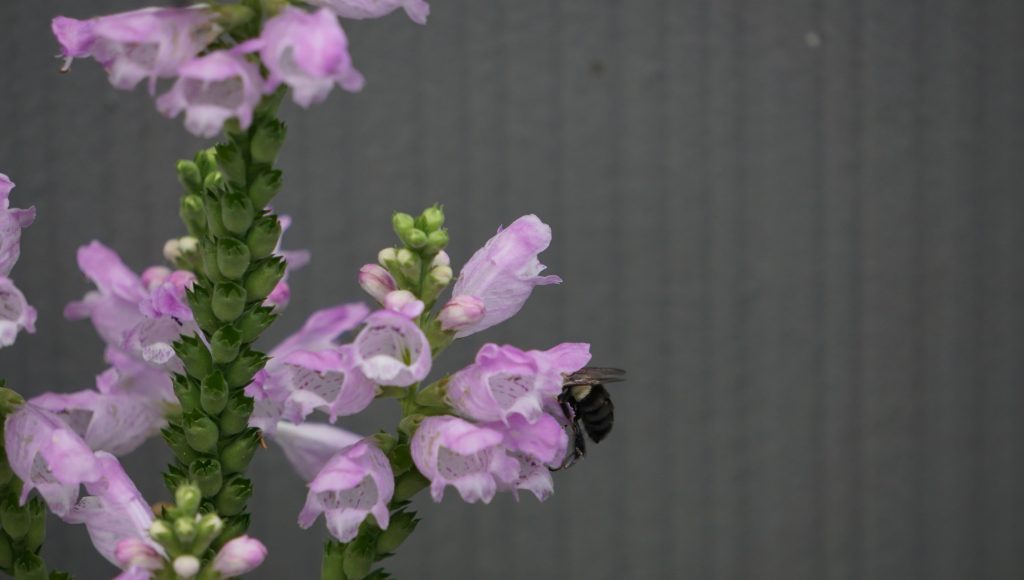 Bumblebees climbing inside the Obedient Plant