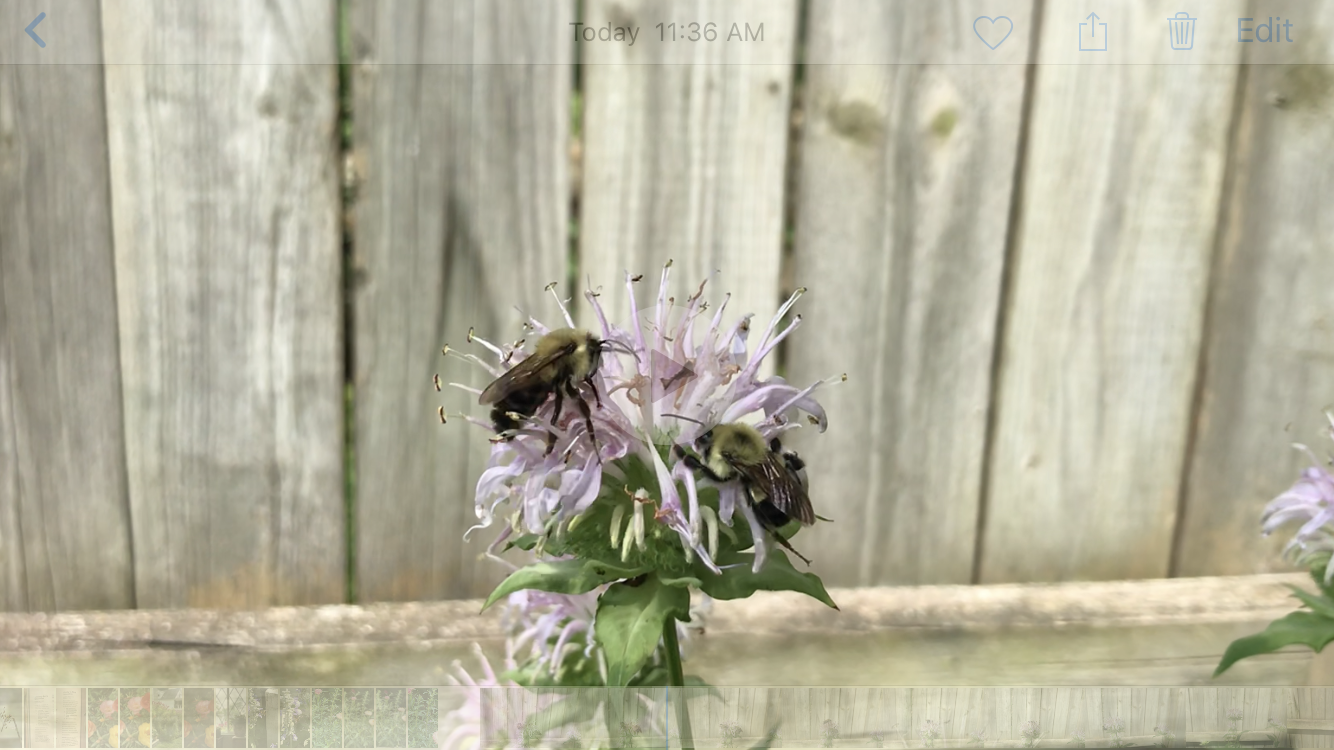Bees on Native Bee Balm