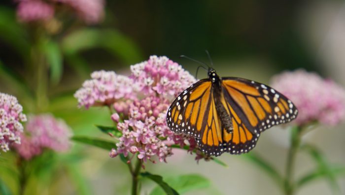 Monarch on Native Plant Swamp Milkweed