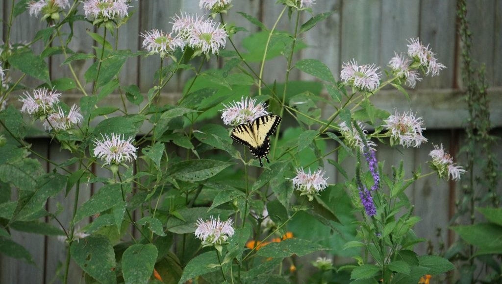 Ohio Native Plant Pollinator Garden