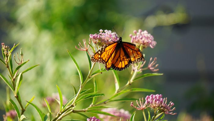 Swamp Milkweed is the favorite Milkweed of Monarch Butterflies