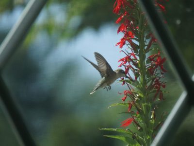 Hummingbird Favorites