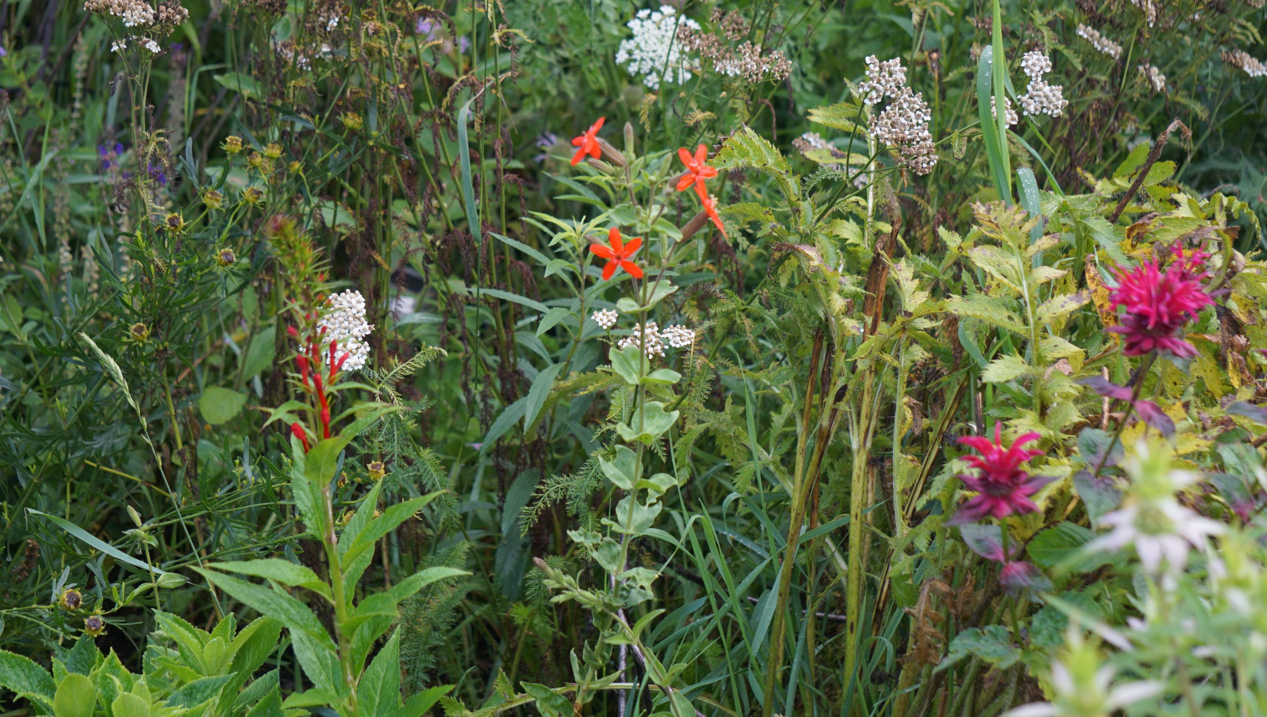 Ohio Native Plants