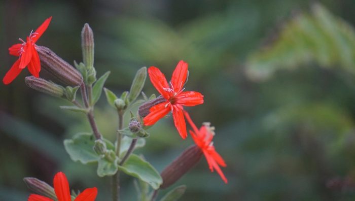 Royal Catchfly has sticky stems and it is a high nectar plant