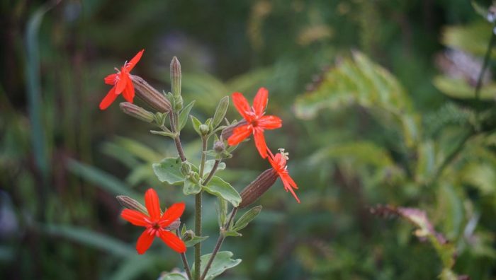 Red flower of the Royal Catchfly
