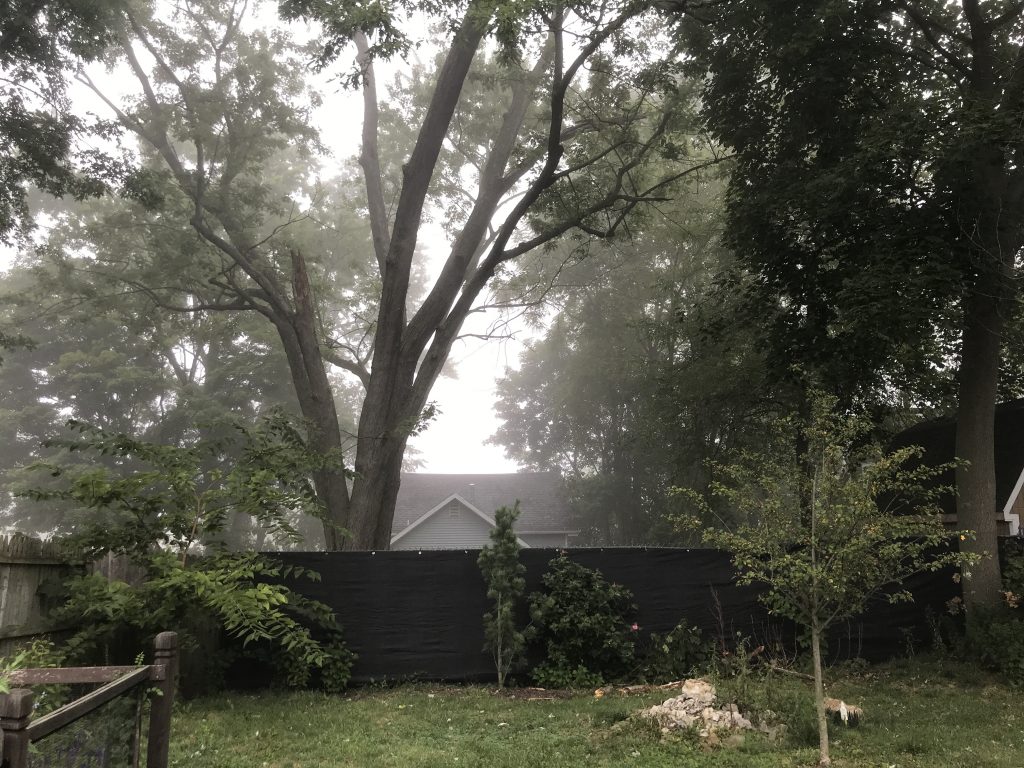 SILVER MAPLE TREE ON FOGGY MORNING