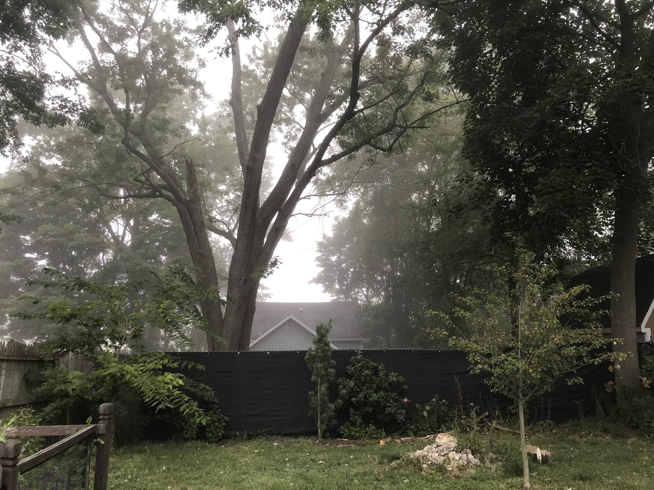 SILVER MAPLE TREE ON FOGGY MORNING