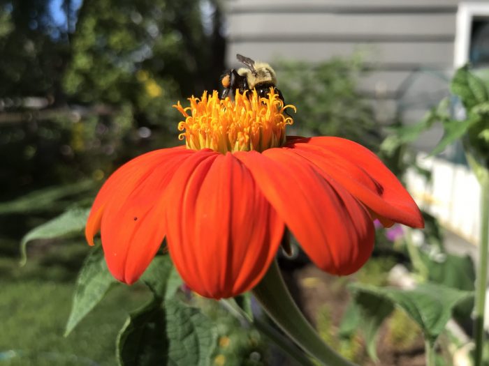Bees Love the Mexican Torch Sunflower