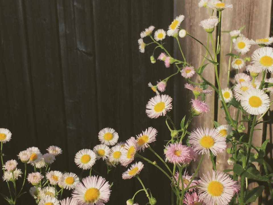 Fleabane wildflower