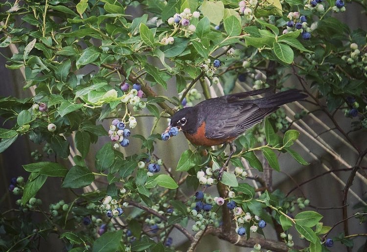American Robin eating from my blueberry bush
