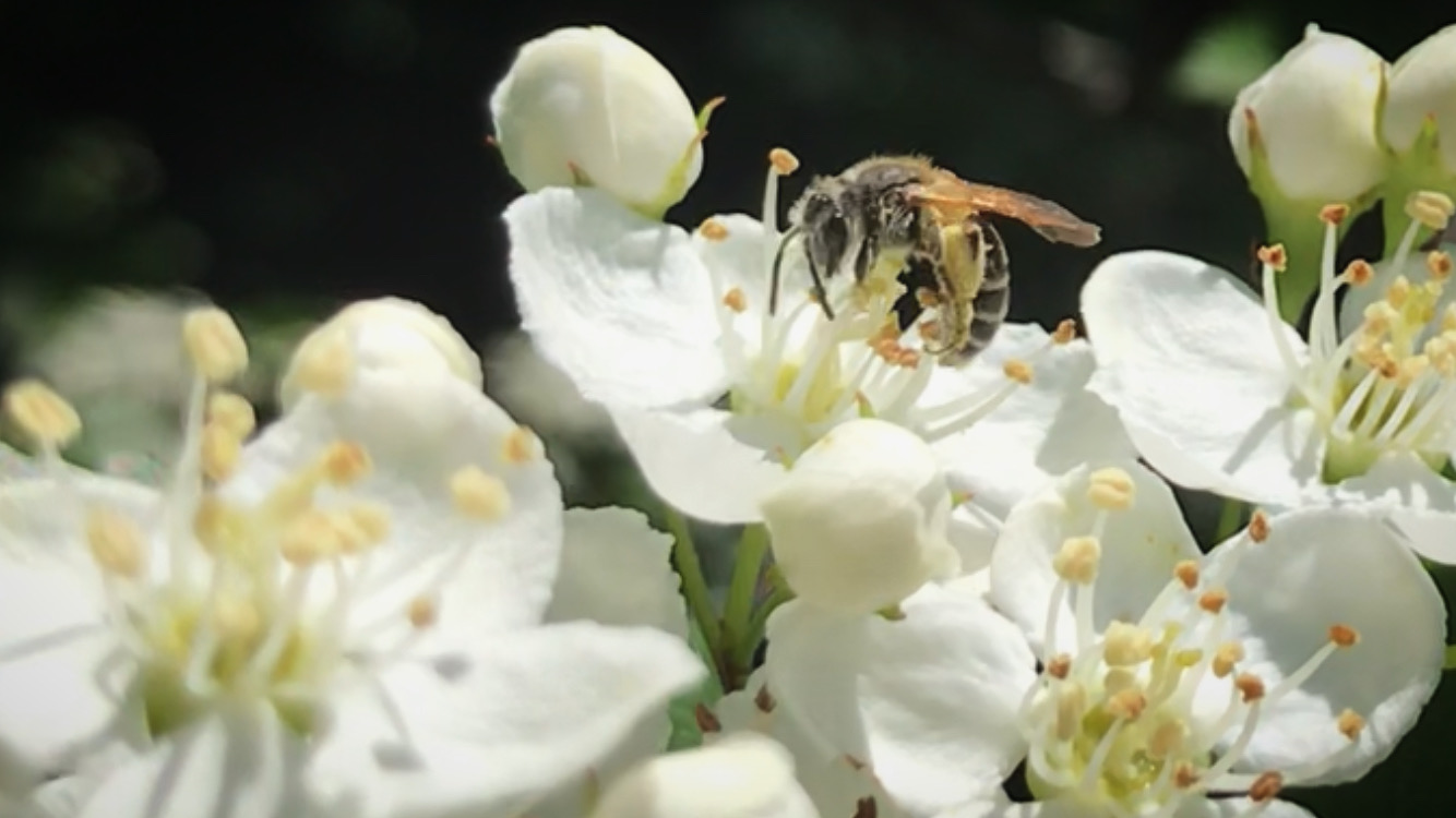 Bee on Hawthorn