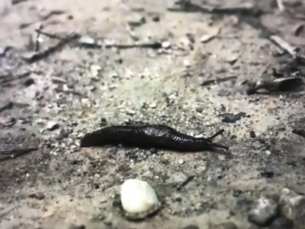 Cutest Slug In Silvercreek