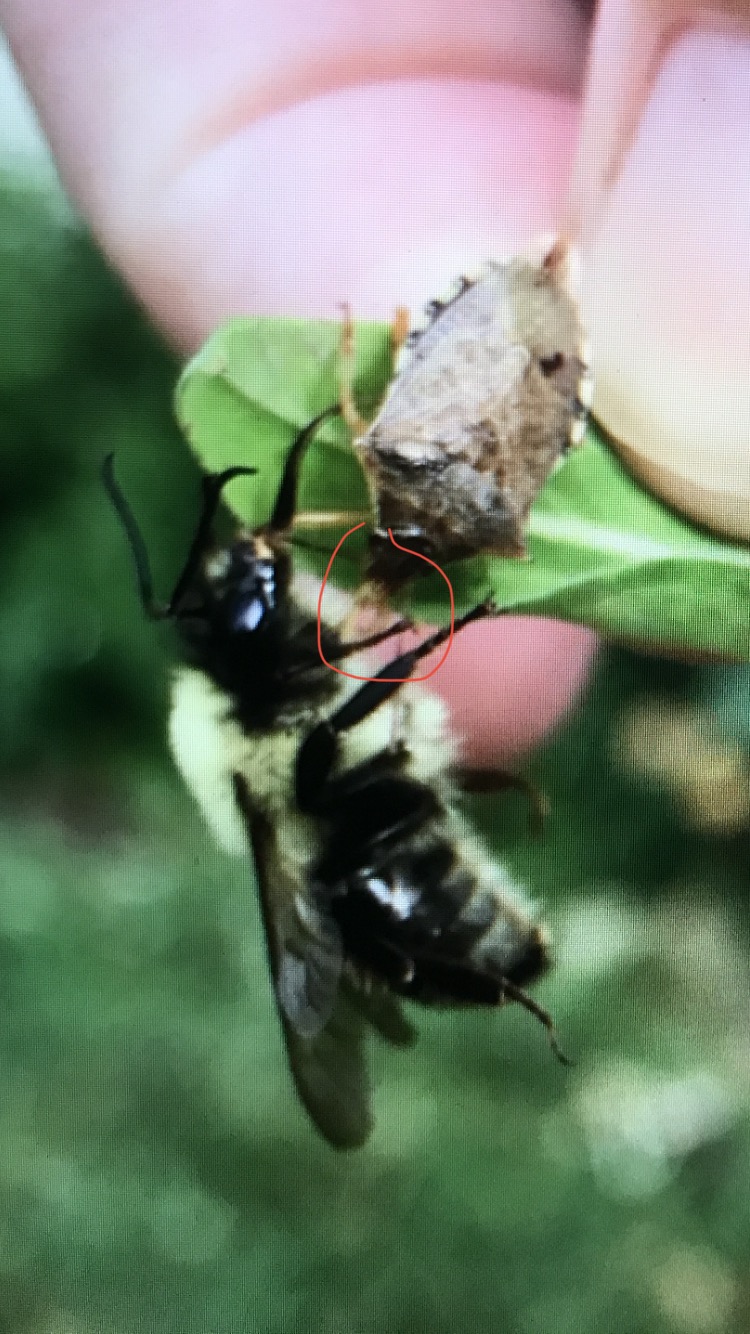 Stink Bug Killed Bumblebee screenshot