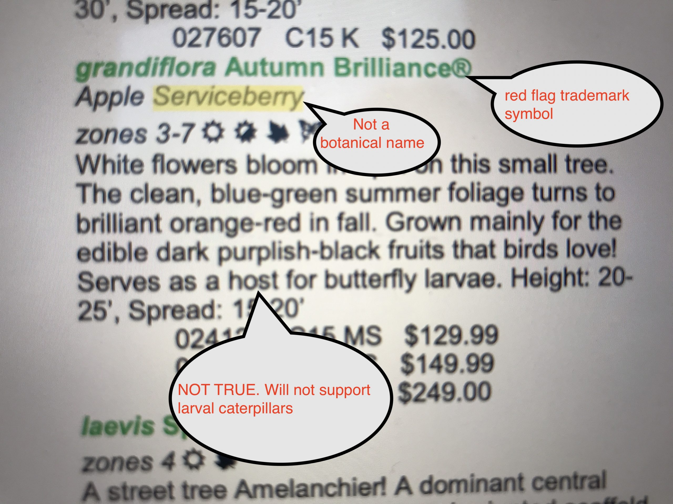 Plant marketed as native when it's a hybrid cultivar Plant marketed as native when it's a hybrid cultivar