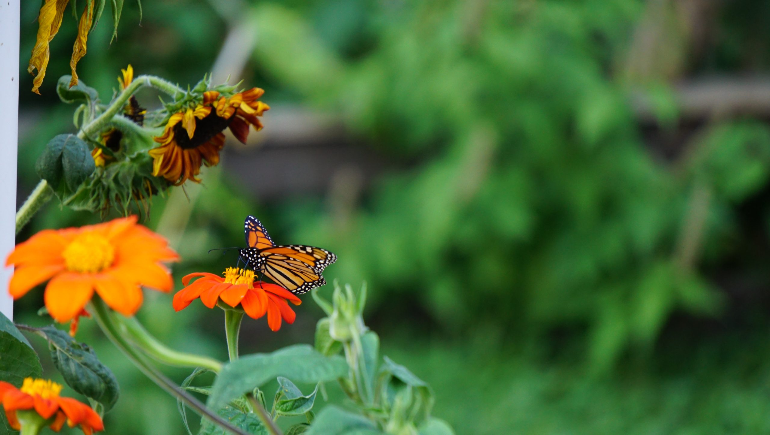 High Nectar Plants for pollinators