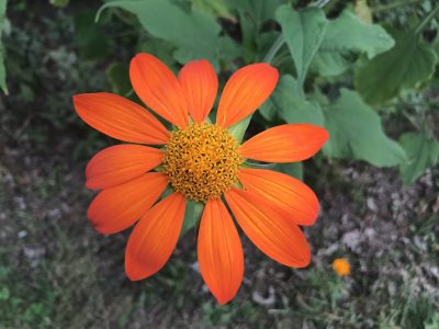 The irridescent orange Mexican Torch flower