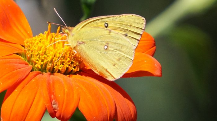 Clouded Sulphur Butterfly on annual plant Mexican Torch