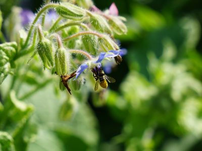 Bee Favorite Plants