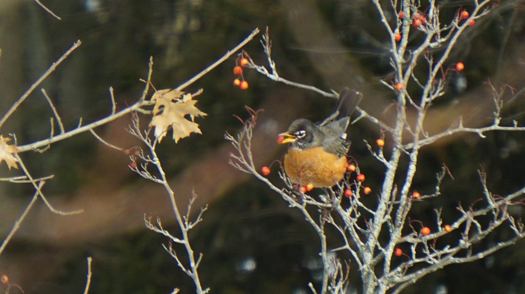 An American Robin in January with Winter native plants