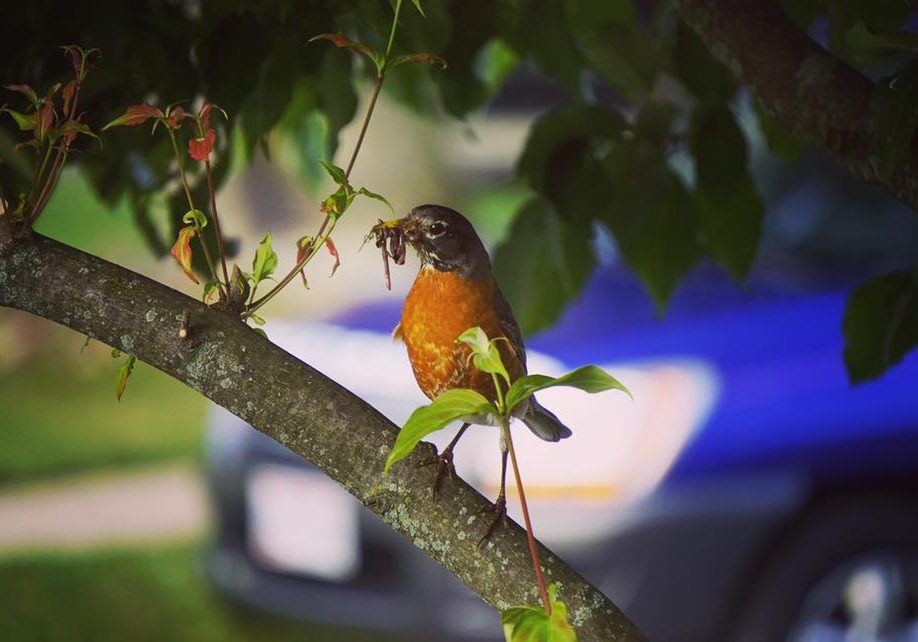 American Robin - Bloominati