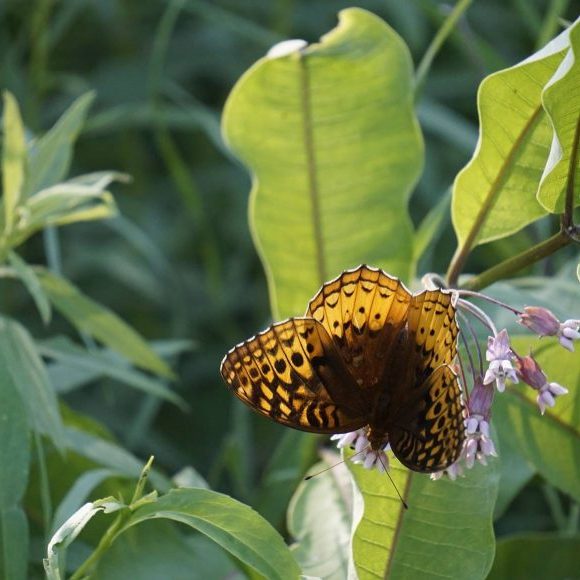 Fritllary butterfly on common Milkweed