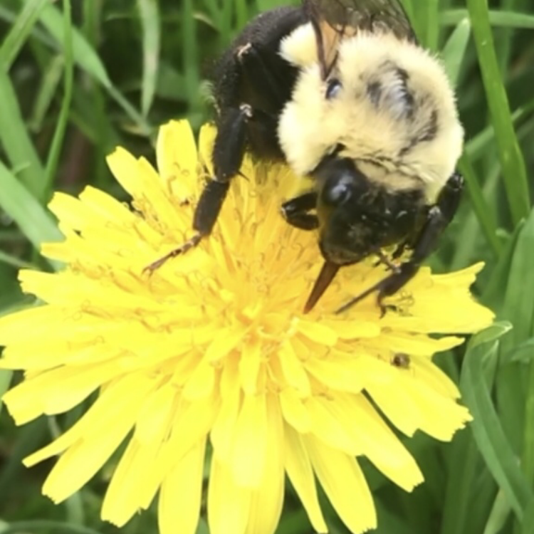 Ohio Native Bee Common Eastern Bumblebee on Dandelion Face