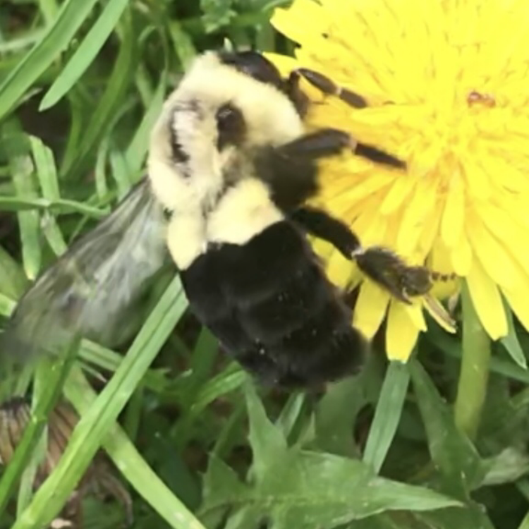 Common Eastern Bumblebee on Dandelion