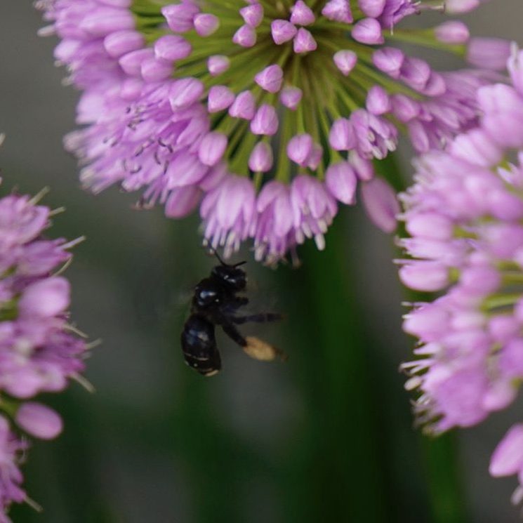 Two Spotted Longhorn bee flying to allium